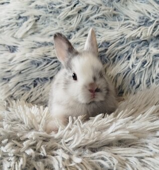 Zakrslý králík - 14