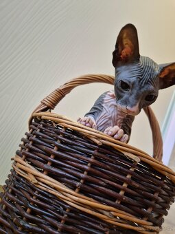 Donský sphynx - krásná koťátka - 14