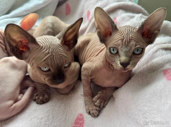 Koťata Sphynx-Elf-Strike - 14