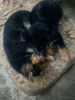 Chodský pes kříženec - 14