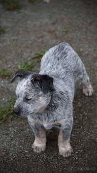 Australský honácký pes, rezervace štěňat s PP, volní kluci - 14