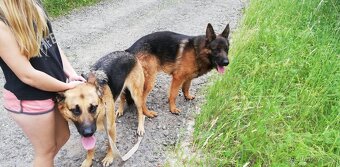 Nemecky ovčák typu Rex(štěňata) - 14