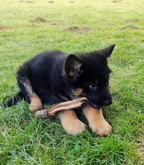 Německý ovčák - štěňata s PP - 14