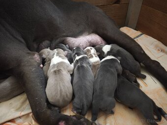 American Bully XL originální původní krev rodokmen ABKC USA - 14