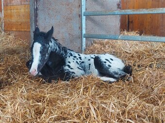 Appaloosa přiouštění klisen - 14