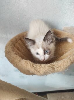 Ragdoll koťata bez PP - 14