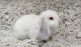 Zakrslý beránek, králíček, králík - MOLLY - 14