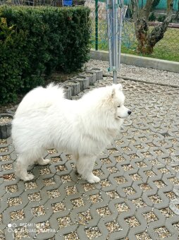 Štěňátka samojeda s PP - 14