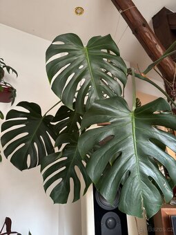 Monstera pokojovky - 14