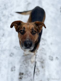 RON K ADOPCI - vděčný mazel, parťák, vhodný k dětem - 14