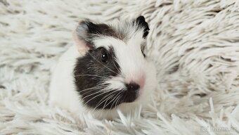 Morče, morčata, morčátko - ALVIN - 14