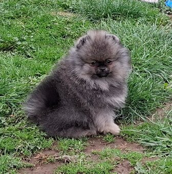 Pomeranian s PP FCI - 14