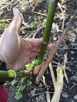 Obří mrazuvzdorný bambus phyllostachys, Vsetín - 14