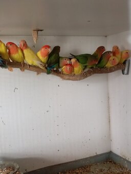 Penant zlatý pastel, agapornis, rozela rubino - 14