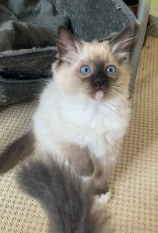 ❤️❤️Nádherná koťátka Ragdoll s PP - 14