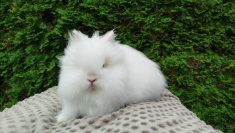 Zakrslý králík, králíček -(TEDDY)-ONDŘEJ - 14