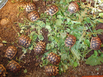 želva zelenavá a vroubená odrostlá mláďata - 14