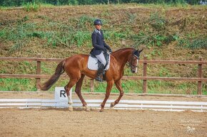 Perfektní klisna pro juniory do mezinárodní všestrannosti - 14