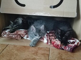 Mainská mývalí bez PP - 14