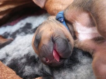 Rhodesky Ridgeback - 14