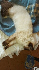 Ragdoll kocur na krytie - 14