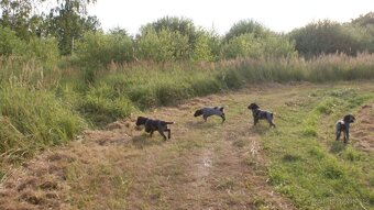 Štěňata - Český fousek - 14