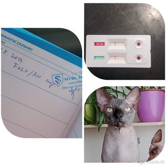 Kanadský sphynx - 14