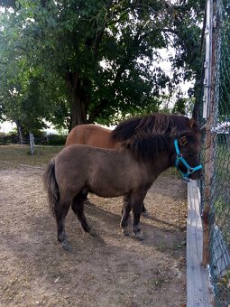 Shetland pony s pp - 14