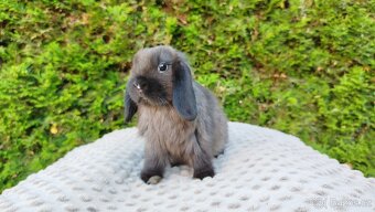 Zakrslý beránek, králíček, králík - PATRIK - 14