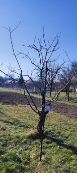 Stříhání , výsadba ovocných stromů - 14