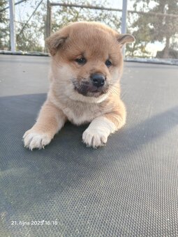 Shiba-Inu   - štěňata - 14