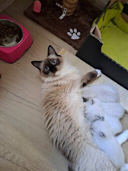 Koťátka Ragdoll - vánoční překvapení - již rezervována - 14