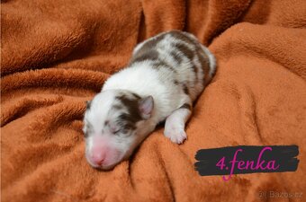 BORDER COLLIE - 14