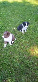 Border kolie - 14