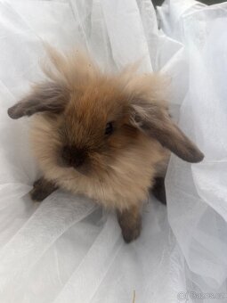 🐰 Rozkošní zakrslí beránci – holky & kluci, 9 týdnů 🐰 - 14