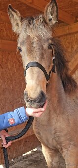 TOP klisnička PSL - 14