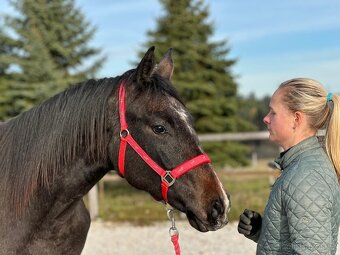 Mladá kobylka po Cornet de Lux - 14