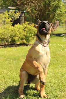 Belgický ovčák malinois - 14