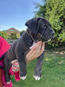 AMERICAN BULLY XL s PP - 14