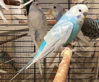 Prodám Andulky modrobílé - 14