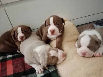 American Bully pocket size POCKET/STANDARD - 14