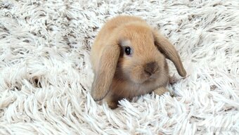 Zakrslý beránek, králíček, králík - JIJI - 14