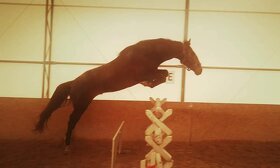 PŘIPOUŠTĚNÍ PSL - 14