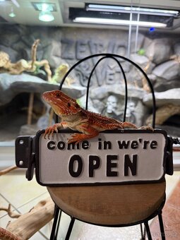 Agama vousatá ihned k odběru - 14