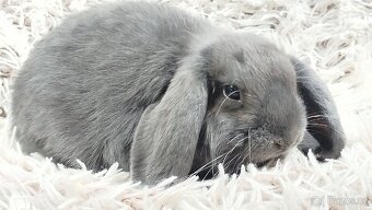 Zakrslý beránek, králíček, králík - BONNY - 14