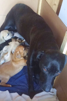 Kříženci – retrívr x labrador x ridgeback x stafford - 14