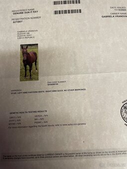 Quarter horse hřebec 2 roky - 14