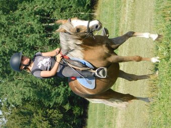 pony klisna - 14