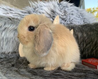 ❤️❤️Minilop Kralicek Beránek mimi k rezervaci - 14