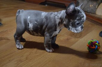 francouzsky buldocek - 14